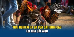 Trải Nghiệm Đá Gà Cựa Sắt Đỉnh Cao Tại Nhà Cái W88